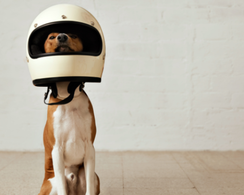 ¿Cómo llevar mascotas en moto?